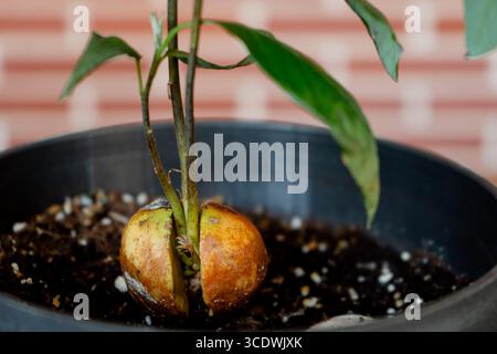 Germinated seed of a young avocado in pot with several branches Stock Photo