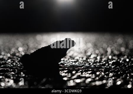 A toad silhouetted by car headlights in the road at night Stock Photo