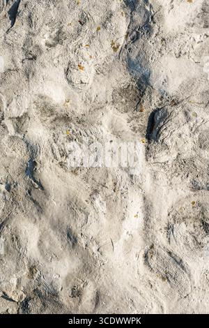 A textured stone surface shows rough, uneven patterns with weathered grooves, tiny pits, and faint fossil-like shapes. Stock Photo