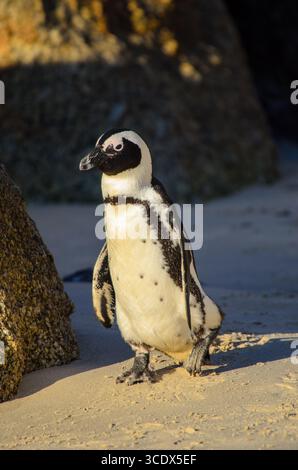 An African Penguin stands on the sun-drenched sand at Seaforth Beach, Cape Town, a common sight in its protected colony. Stock Photo