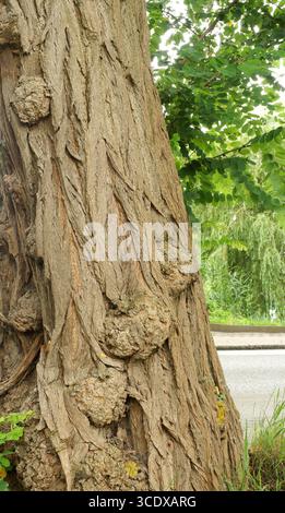 Gnarled Black Locust Trunk with Textured Bark. Gnarled black locust trunk with deep textured bark close-up. Copyspace Stock Photo