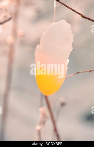A yellow flower with snow on it Stock Photo