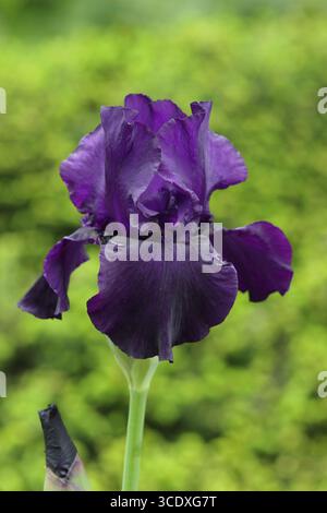 Iris Draco. Dark purple flowers of tall bearded iris 'Draco' in early summer. UK Stock Photo