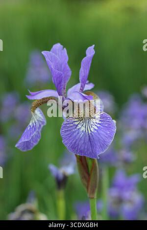 Iris sibirica 'Tropic Night'. Purple flowers of Siberian iris Tropic Night in spring. UK Stock Photo