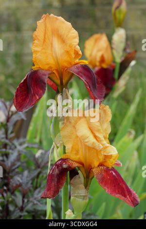 Iris Gai Luron, tall bearded iris bearing deep bronze and golden orange blooms in early summer Stock Photo