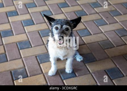 Adorable mixed-breed dog sitting on patterned outdoor tiles, looking up with a friendly expression. Bright, natural lighting enhances playful mood. Stock Photo