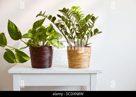 Two green potted houseplants on a white table. Stock Photo