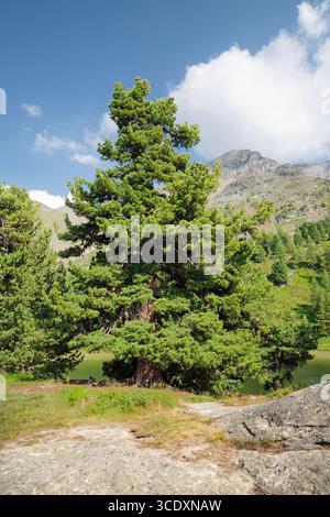 The very old Pinus cembra tree in Engadin valley - Switzerlan. Stock Photo