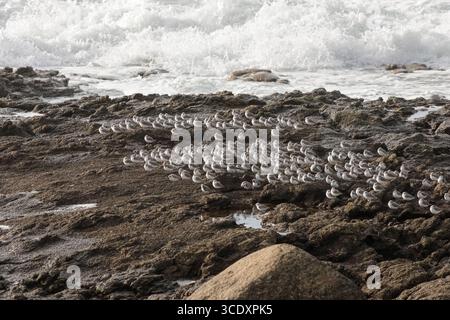 Flock of sanderlings resting on rocks between tides Stock Photo