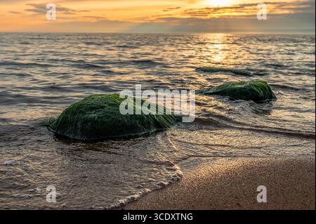A close-up of green seaweed-covered rocks on a sandy beach, with small waves from the Baltic Sea washing over them. Stock Photo