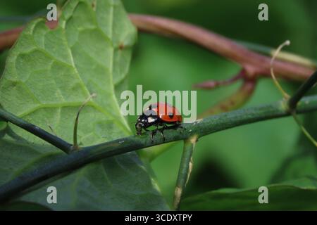 Close-up of a bright red ladybug sitting on a green twig, with a green background. Stock Photo