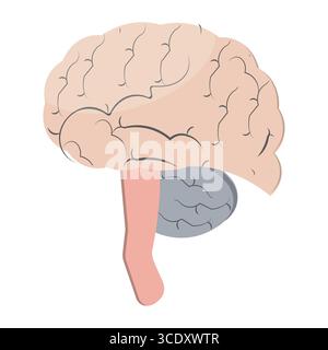 Colorful vector human brain illustration with sections on light background Stock Vector