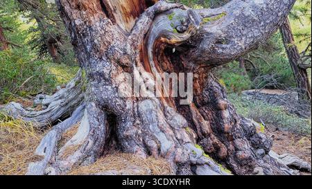 Ancient Swiss stone pine tree trunk with thick brown bark in Tamangur pine forest, Engadin, Swiss Alps Stock Photo