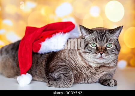A cat wearing a Santa hat is laying on a table. Stock Photo