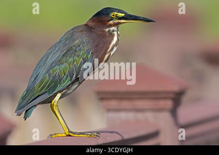 An adult green heron (Butorides virescens) perched on a fence. Stock Photo