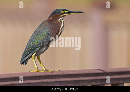 An adult green heron (Butorides virescens) perched on a fence. Stock Photo
