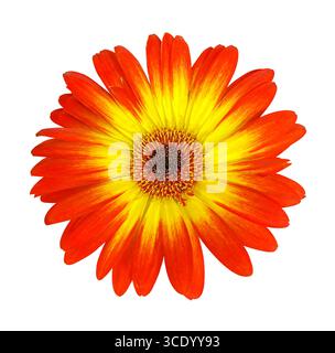 Red and Yellow Gerbera flower head isolated on white background. Floral design element for cards, invitations, posters. Stock Photo