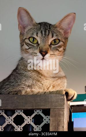 Teddybear, a one-year-old tabby kitten, is pictured, July 27, 2025, in Coden, Alabama. Stock Photo