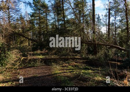 Storm damaged trees on a woodland path Stock Photo