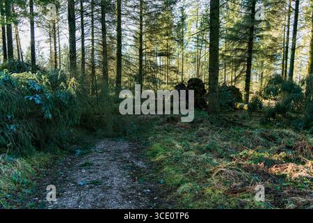 Storm damaged trees on a woodland path Stock Photo