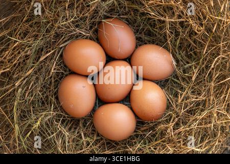 Several chicken eggs resting on a nest made of neatly arranged dry grass in natural rustic setting Stock Photo