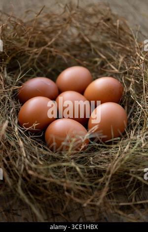 Several chicken eggs resting on a nest made of neatly arranged dry grass in natural rustic setting Stock Photo