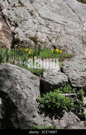 Delicate daffodils and snowdrops emerge from crevices in the rugged, sun-dappled rock face Stock Photo