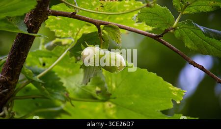 Close-up shot of fresh hazelnuts growing on a tree branch. The leaves are vibrant green, and the nuts are still developing. Stock Photo
