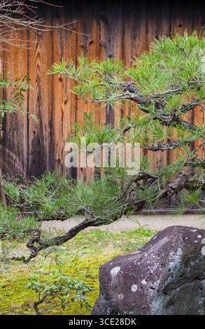 Japanese black pine in garden in front of weathered red wood siding in Sannei-Zaka Seiryu-en, Kiyomizu, Higashiyama-ku, Kyoto, Honshu, Japan Stock Photo