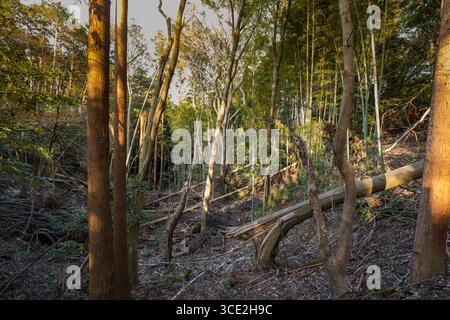 Toppled trees and debris in forest from storm, on hillside above Taisha Shinto shrine, Fukakusa Yabunouchichō, Fushimi Ward, Kyoto, Honshu, Japan Stock Photo