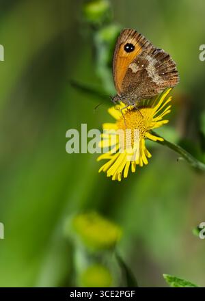 A Gatekeeper butterfly Pyronia tithonus resting on a yellow wildflower North Norfolk, UK Stock Photo