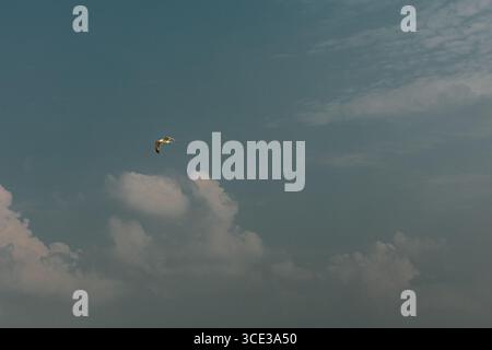 Seagull Flying Across a Cloudy Blue Sky Stock Photo