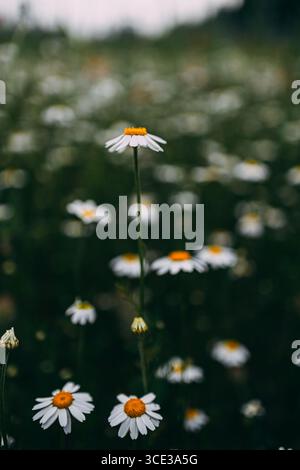 Close-Up of White Daisies Blooming in a Summer Meadow Stock Photo