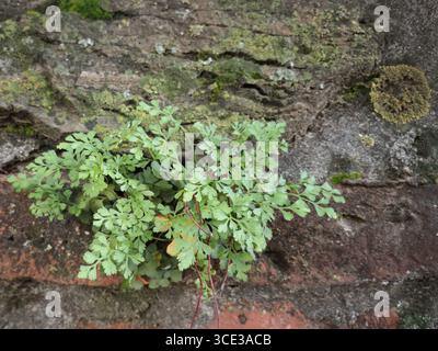Green foliage with moss and lichen on weathered brick and stone Stock Photo