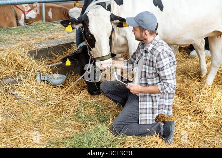 Male agricultural worker inspecting dairy cows with tablet in barn Stock Photo