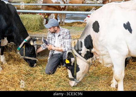Modern male farmer inspecting cows with digital tablet on livestock farm Stock Photo