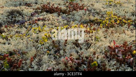 Arctic Tundra lichen moss close-up. Found primarily in areas of Arctic Tundra, alpine tundra, it is extremely cold-hardy. Cladonia rangiferina, also k Stock Photo