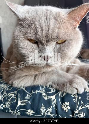 pets, animal, grey cat, British cat, fluffy cat Stock Photo