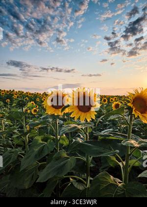 Sunflower field at sunset. Endless field covered with lots of sunflowers, cloudy sky in the background. Stock Photo
