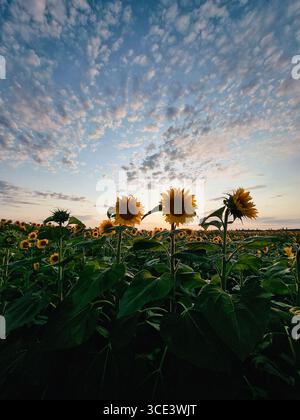 Sunflower field at sunset (back lit). Endless field covered with lots of sunflowers, cloudy sky in the background. Stock Photo