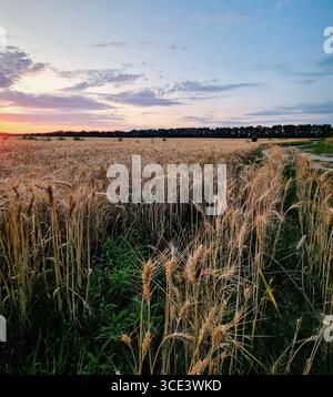Sunset over wheat field in July. Dramatic purple clouds over agricultural land with dry crops. Stock Photo