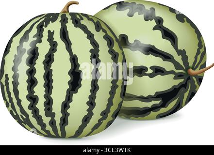 Group of White Wonder Watermelons or Cream of Saskatchewan Watermelon. Citrullus lanatus. Fruits and vegetables. Isolated vector illustration. Stock Vector