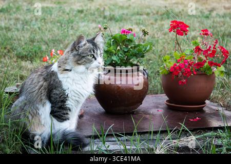 Fluffy adorable domestic young cat posing gracefully in village garden with flower pots Stock Photo