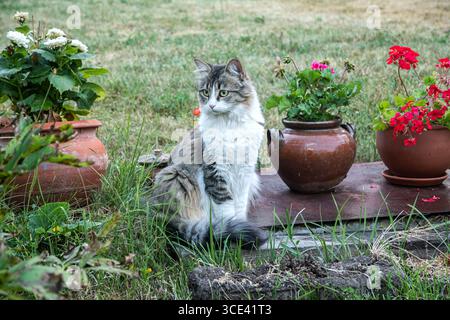 Fluffy adorable domestic young cat posing gracefully in village garden with flower pots Stock Photo