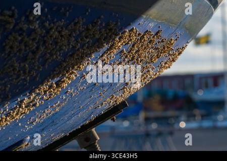 Barnacle covering a blue boat hull Stock Photo