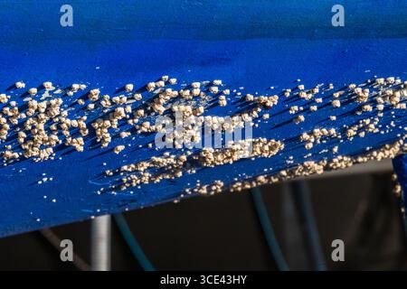 Barnacle covering a blue boat hull Stock Photo