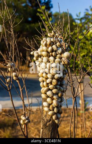 Cluster of Snails on Wooden Post in Natural Outdoor Setting Stock Photo