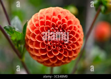Orange summer flower of decorative Dahlia Cornel Brons or Bronze UK garden August Stock Photo