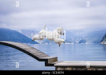 A large, beautiful white Royal Poodle at sunrise with a bay in the background, scenic portrait of white Royal Poodle in picturesque old city landscape Stock Photo