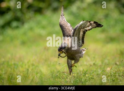 Serpent Dance Stock Photo